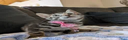 Bengal cats for sale: Bengal cross Kittens seeking forever homes - Advert 14