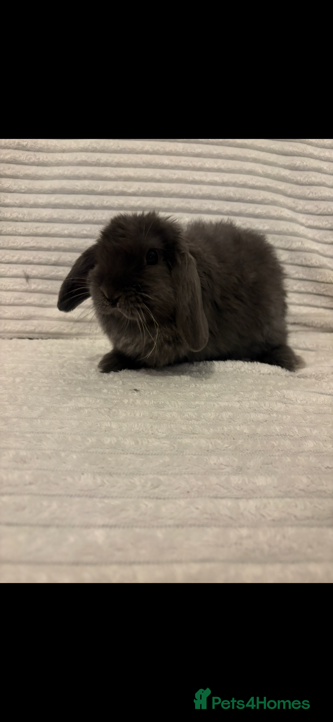 Mini Lop rabbits for sale: Lovely little mini lop baby bunny rabbits - Advert 1