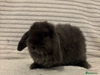 Mini Lop rabbits Lovely little mini lop baby bunny rabbits - Advert 5