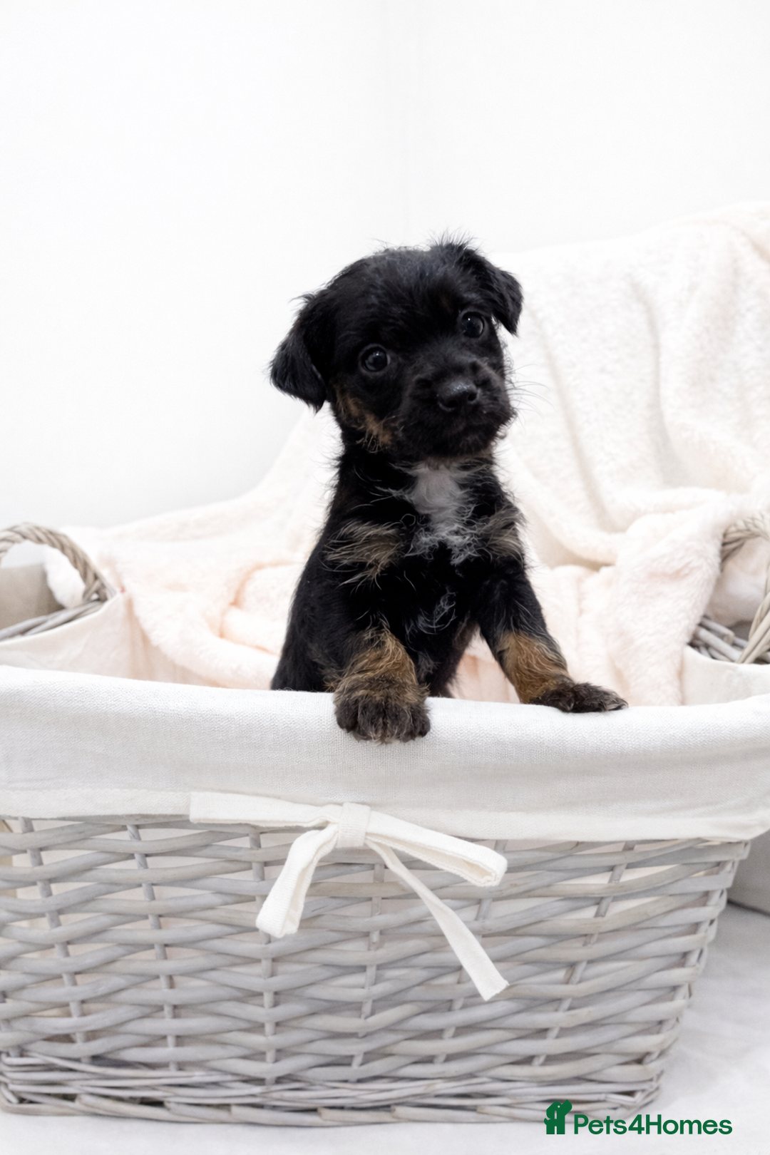 Jackapoo dogs for sale: Beautiful Jackapoo Puppies 🐾 - Advert 4