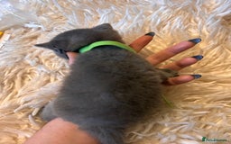 British Shorthair cats for sale: Pedigree British shorthair kittens - Image 9