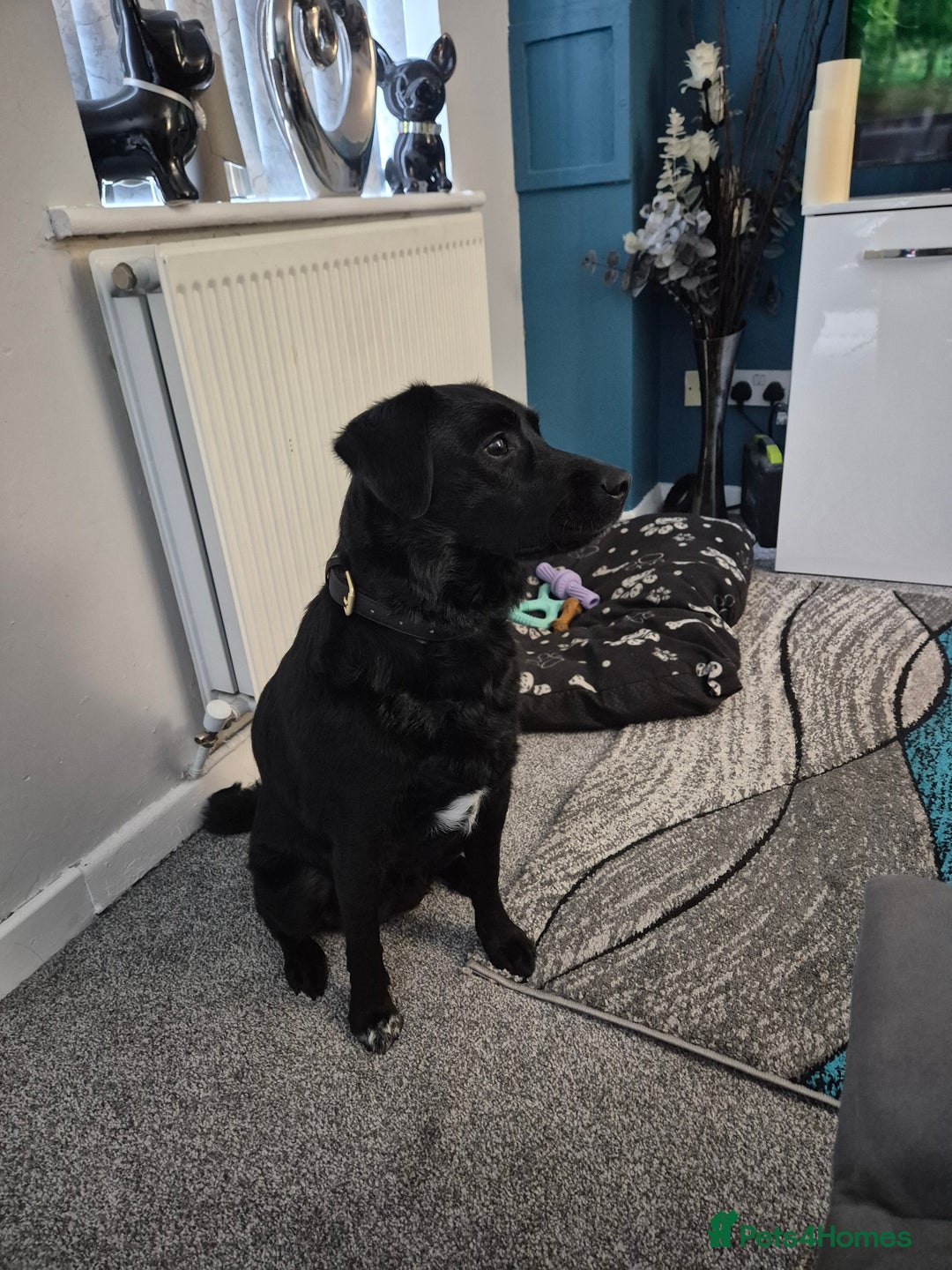 Borador dogs for sale: 2 year old borador  - Image 5