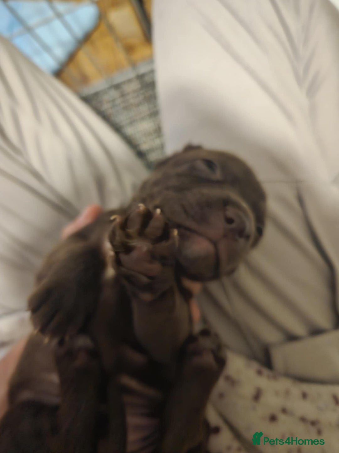 Mixed Breed dogs for sale: male spaniel x bully - Image 4