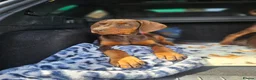 Dobermann dogs for sale: 🐕🐾 KC'D Superb little Girl Ready Now! 🏆 🐾 - Advert 14