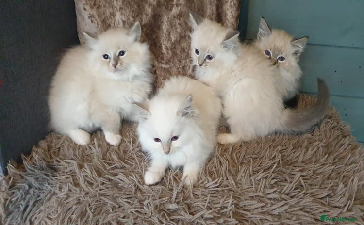 Ragdoll cats Absolutely Stunning GCCF Registered Kittens. - Advert 7