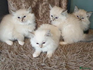 Ragdoll cats Absolutely Stunning GCCF Registered Kittens. - Advert 5