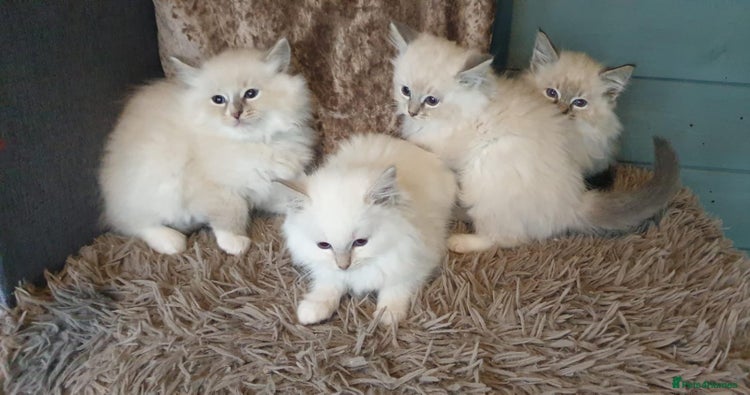 Ragdoll cats Absolutely Stunning GCCF Registered Kittens. - Advert 7