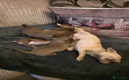 Chihuahua dogs for sale: Stunning Chocolate Chihuahua Puppies 🐶 - Image 10