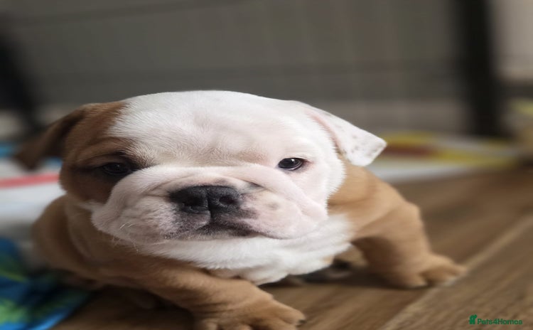 English Bulldog dogs - Advert 15