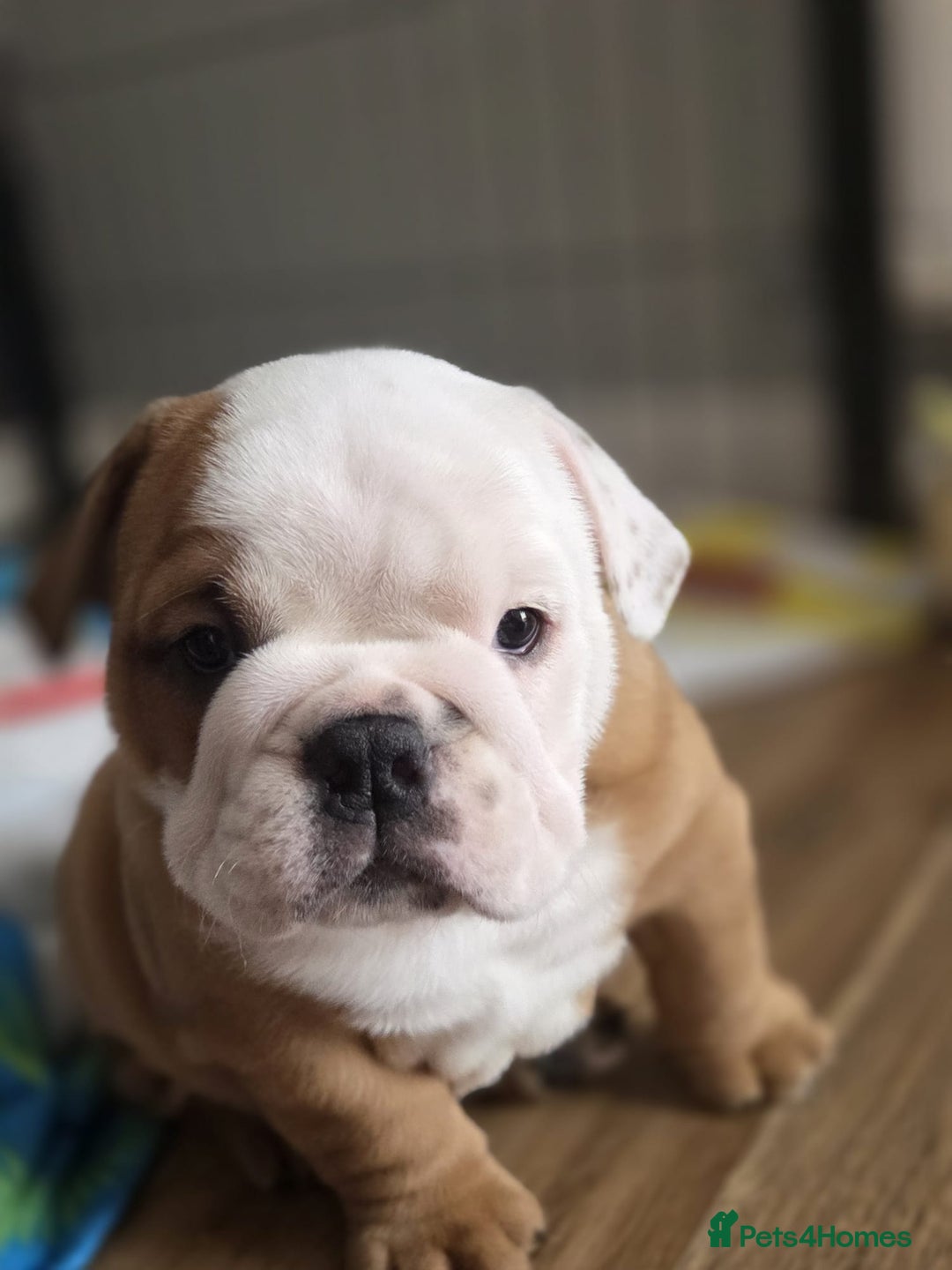 English Bulldog dogs for sale: English Bulldog Puppies  - Image 1