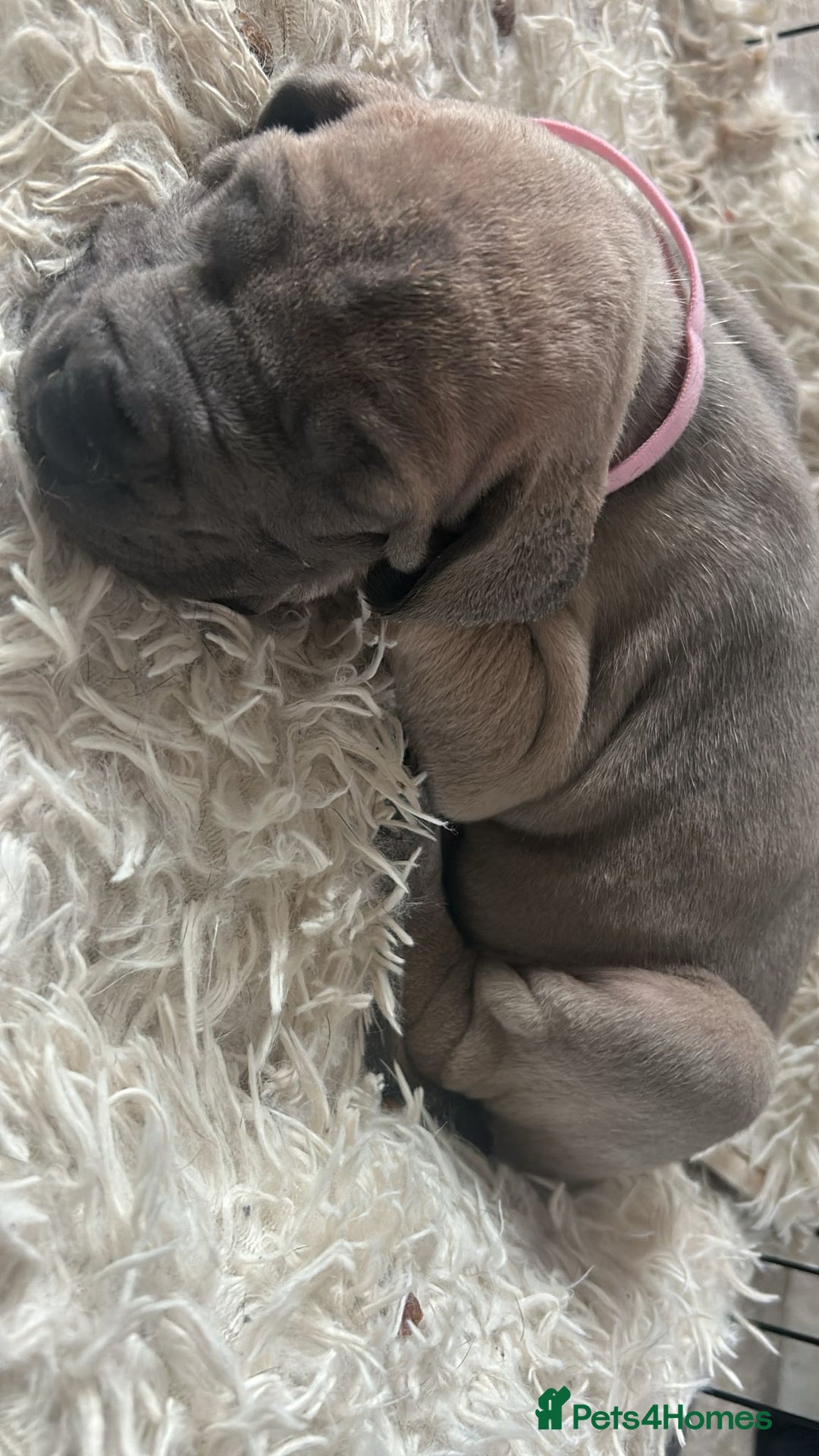 Great Dane dogs for sale: Great dane puppies for sale  - Image 7