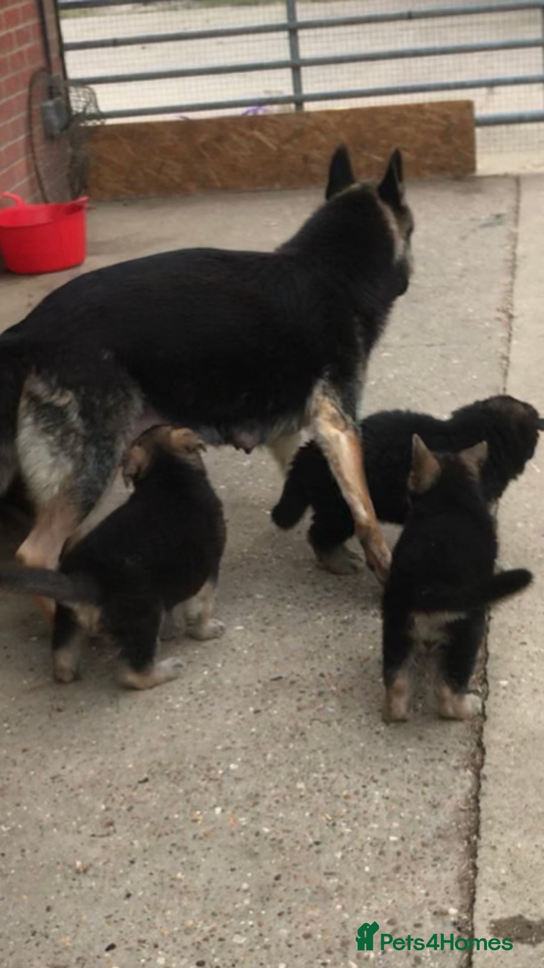 German Shepherd dogs for sale: Wow.Beautiful Homebred German Shepherd Puppies - Image 19