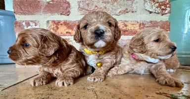 Cavapoo dogs - Advert 8