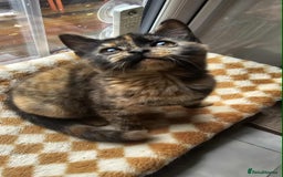 British Shorthair cats for sale: Stunning British Shorthair Kittens Ready Now! - Image 25