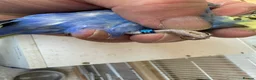 Budgerigars birds for sale: Budgies for sale  in Spalding - Advert 8