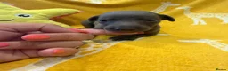 Whippet dogs for sale: Stunning kc reg blue whippet pups  - Advert 26