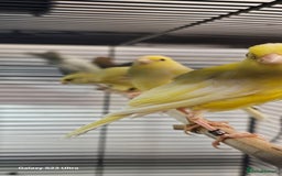 Canaries birds for sale: Irish fancy canary  - Image 4