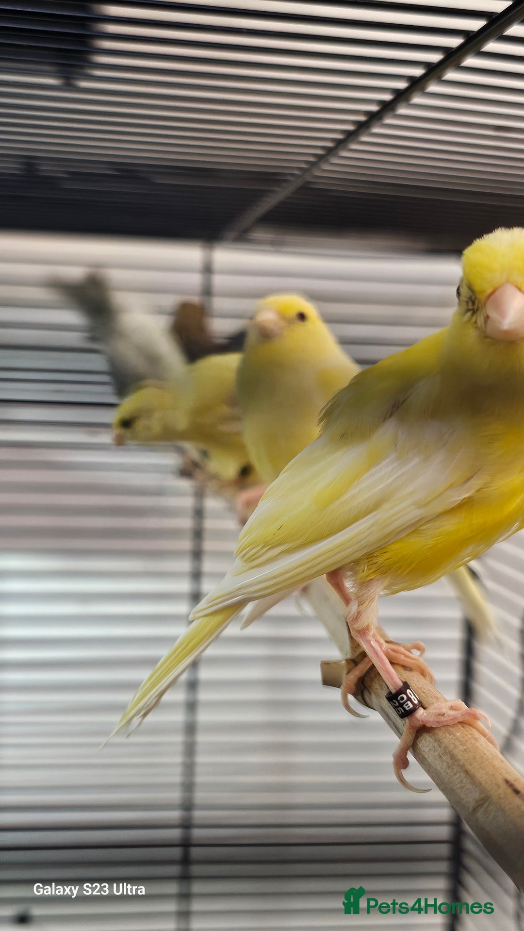 Canaries birds for sale: Irish fancy canary  - Image 4