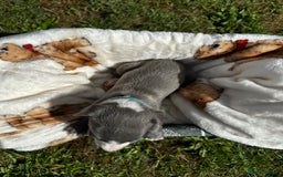 Whippet dogs for sale: READY NEXT WEEK! GORGEOUS WHIPPET PUPPIES - Image 10