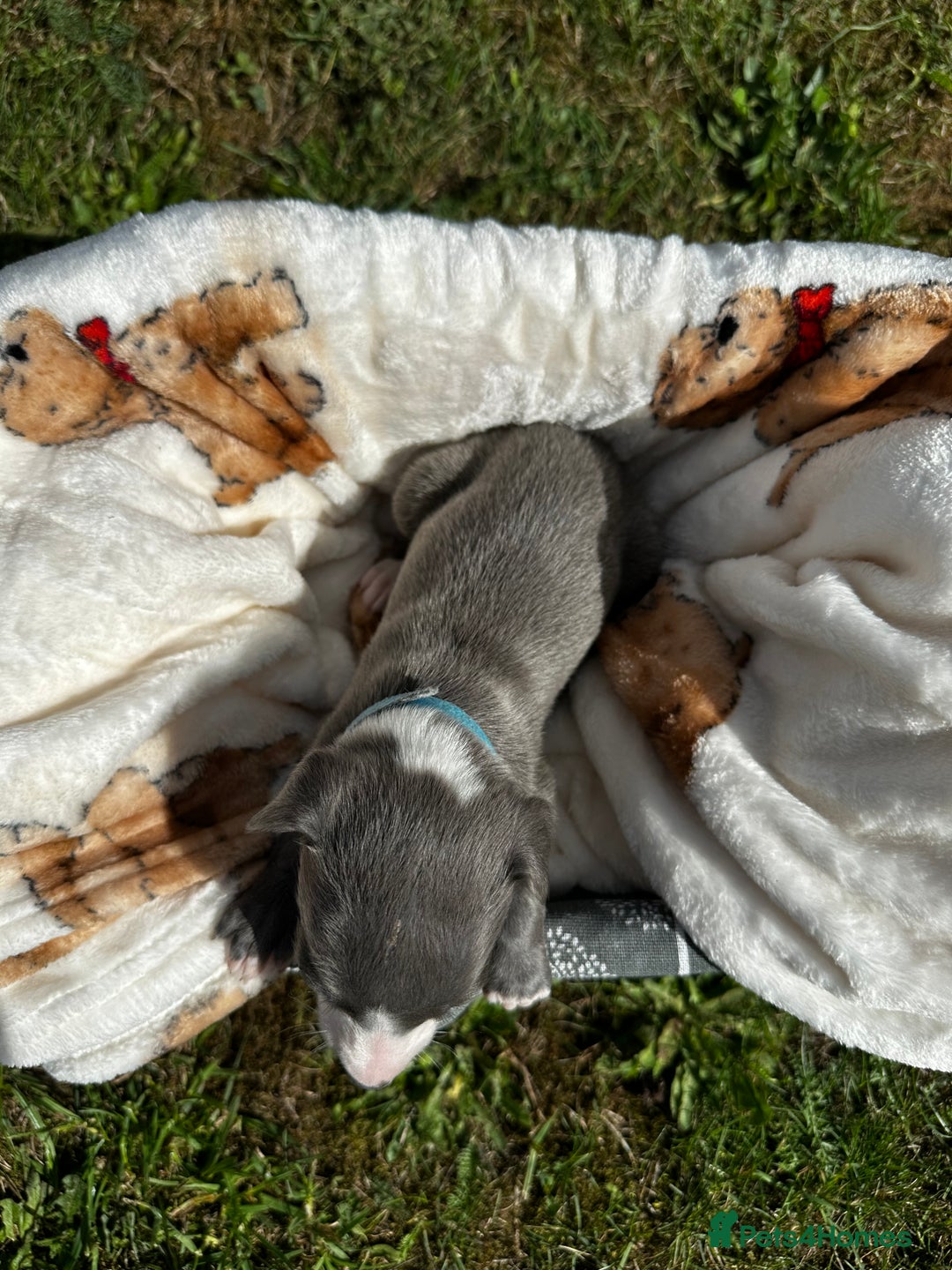 Whippet dogs for sale: READY NEXT WEEK! GORGEOUS WHIPPET PUPPIES - Image 10