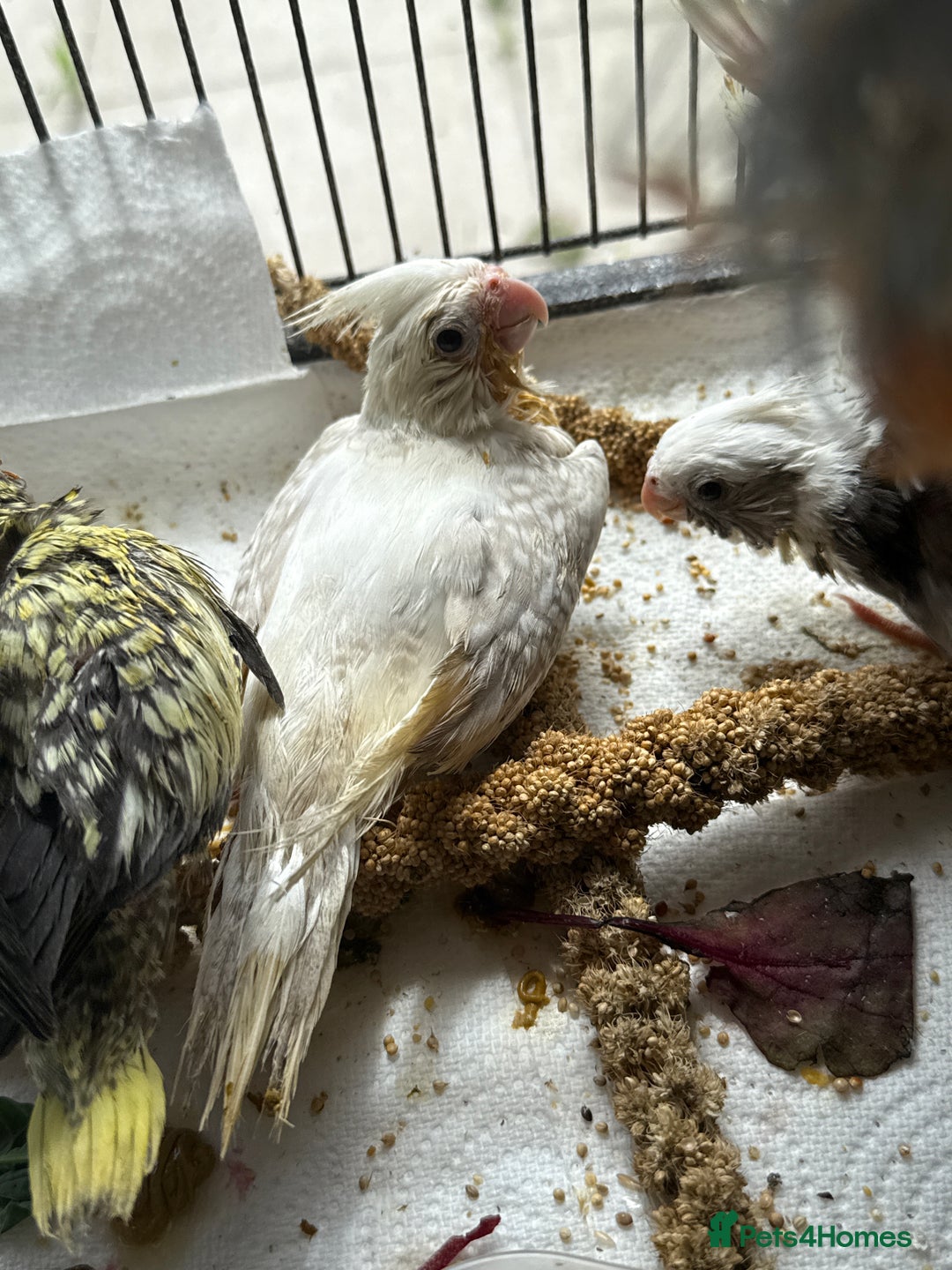 Cockatiels birds for sale: Beautiful DNA tested hand reared cockatiels  in Wigan - Image 4