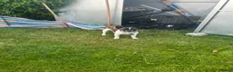 Frug dogs for sale: Male frenchie x pug in Chesterfield - Advert 3