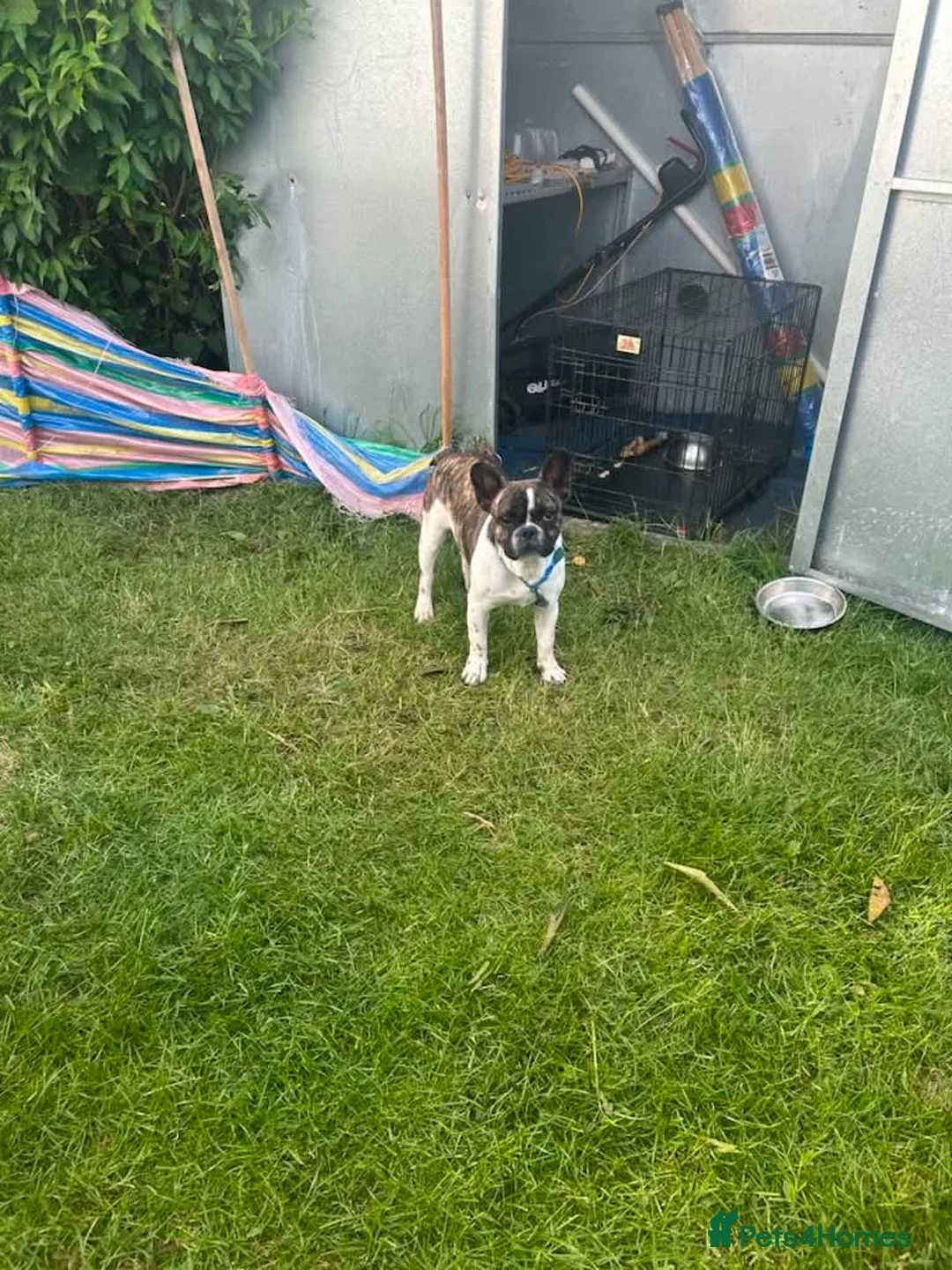 Frug dogs for sale: Male frenchie x pug in Chesterfield - Advert 3