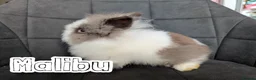 Lionhead rabbits for sale: Fluffy BE Lionhead Rabbits for Sale  - Advert 19