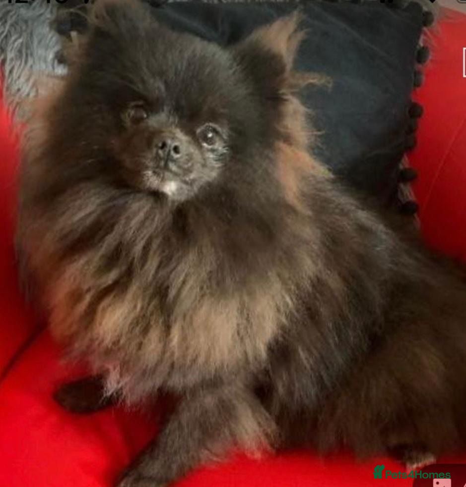 Pomeranian dogs 🧸 Incredible Teddy Bear Thai Line Pom puppies 🧸 - Advert 2