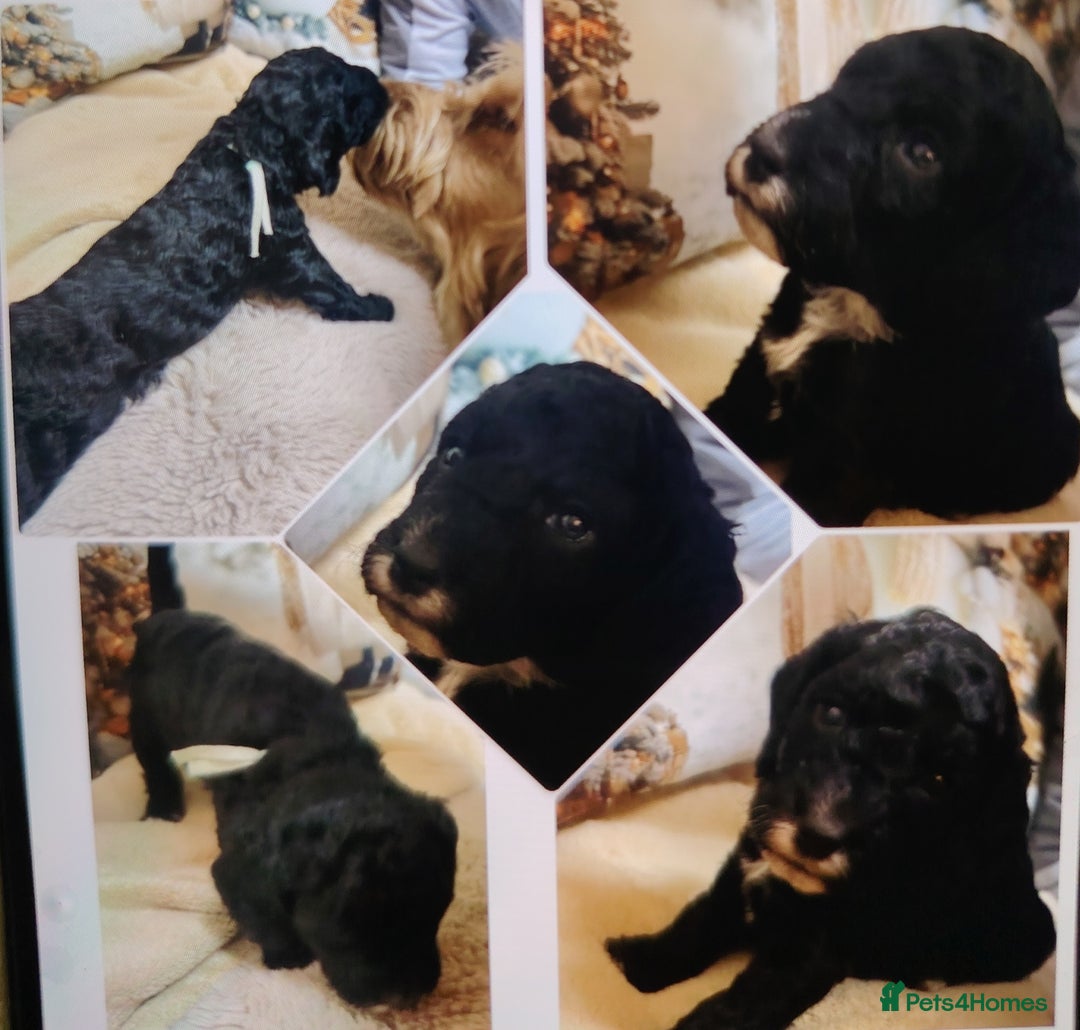 Cockapoo dogs for sale: Cockapoo puppies - Advert 10
