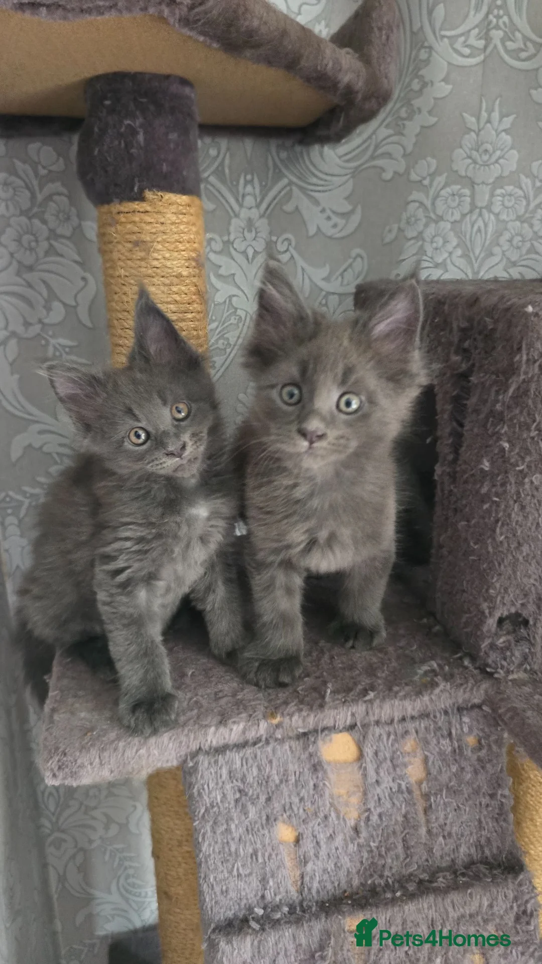 Maine Coon cats for sale: ✨ Stunning Maine Coon Babies ✨ - Advert 1