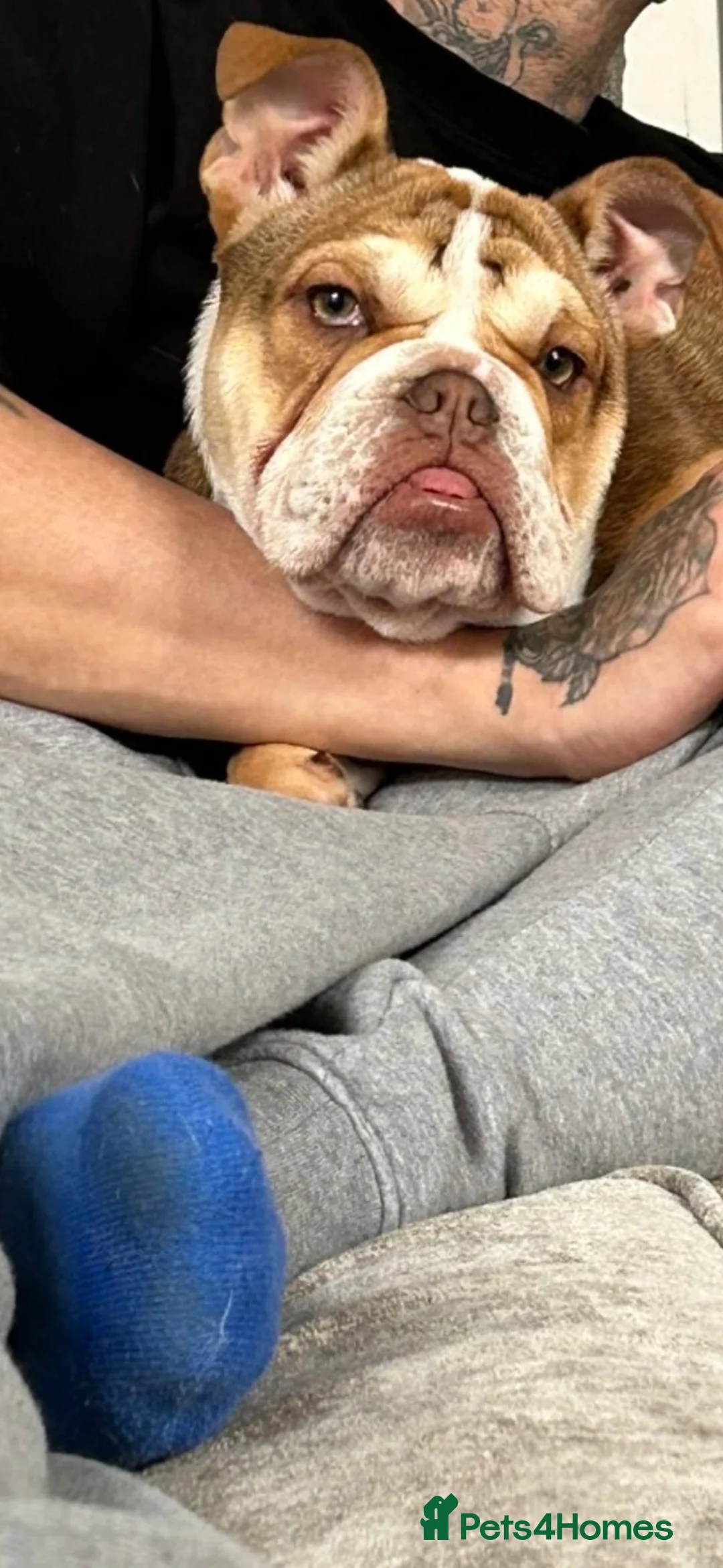 English Bulldog dogs for sale: English bulldog looking for her forever home  - Advert 4