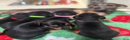 Jack Russell dogs for sale: Jack Russell’s - Advert 12