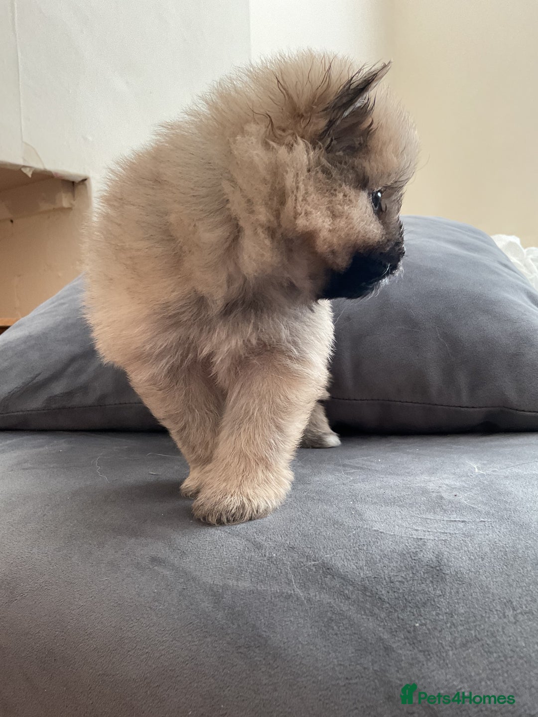 Pomeranian dogs for sale: 10 week old Pom puppies - Image 6