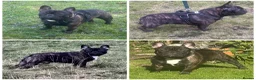 French Bulldog dogs for stud: Standard brindle stud  - Advert 9