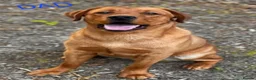 Labrador Retriever dogs for sale: 🐕🐕 6 adorable old English Labrador puppys 🐕🐕 - Advert 13