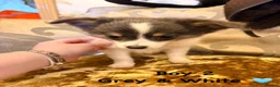 Chihuahua dogs for sale: Chihuahua Puppies  in Dudley - Advert 16