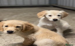 Golden Retriever dogs for sale: Last golden retriever pup available now  - Image 5