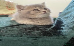 British Shorthair cats for sale: Fabulous, playful and healthy BSH kittens, rare - Image 38