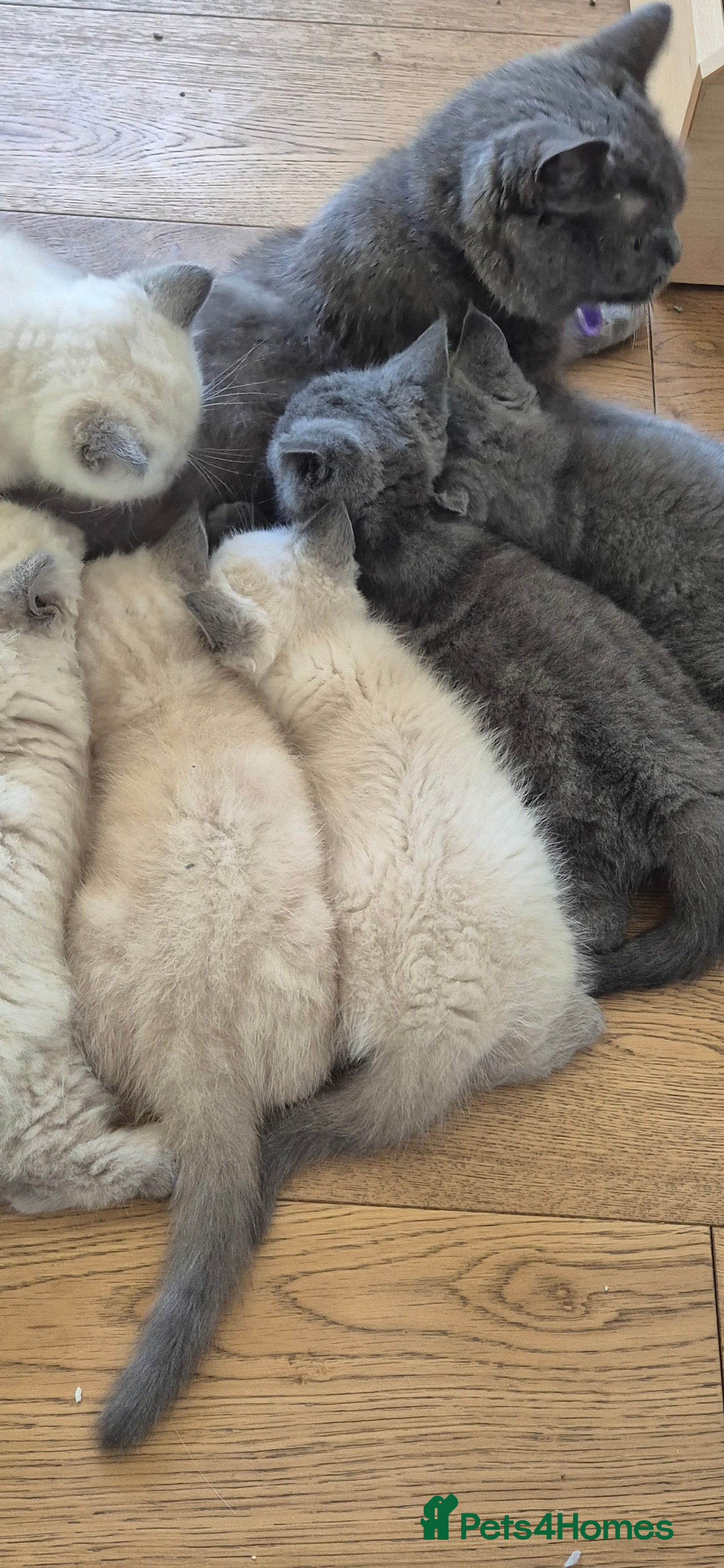 British Shorthair cats Stunning British Short hair / Colour point kittens - Advert 2