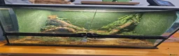 Spiders invertebrates for sale: Pink Salmon Tarantula  - Advert 5