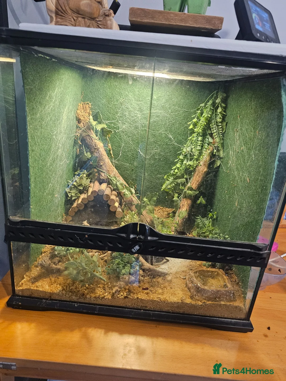 Spiders invertebrates for sale: Pink Salmon Tarantula  - Advert 5