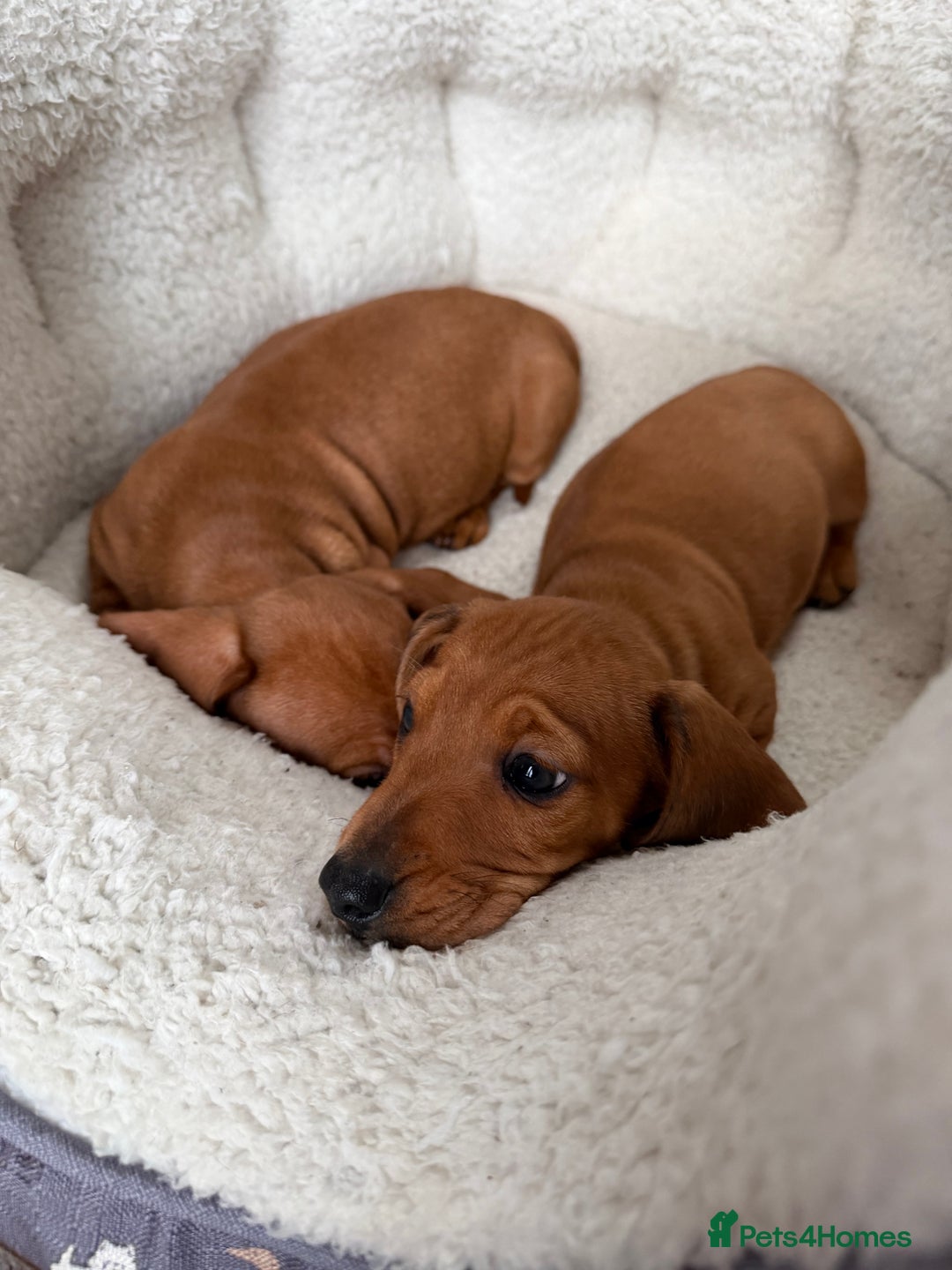 Dachshund dogs for sale: Dachshund puppies 🐾 - Advert 9