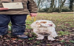 Clumber Spaniel dogs for sale: KC Working Clumber Spaniel - 2 boys available  - Image 15