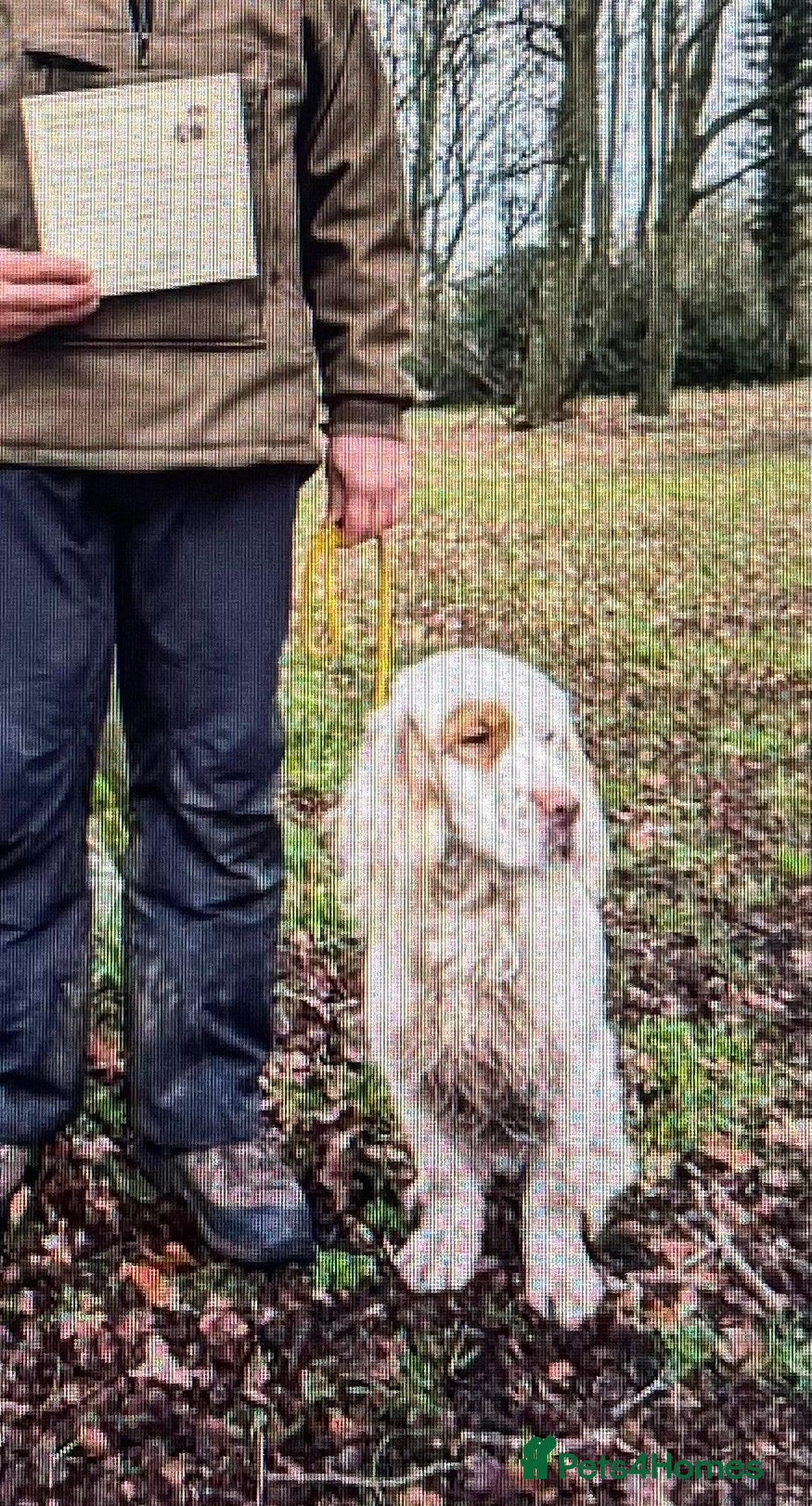 Clumber Spaniel dogs for sale: KC Working Clumber Spaniel - 2 boys available  - Image 15