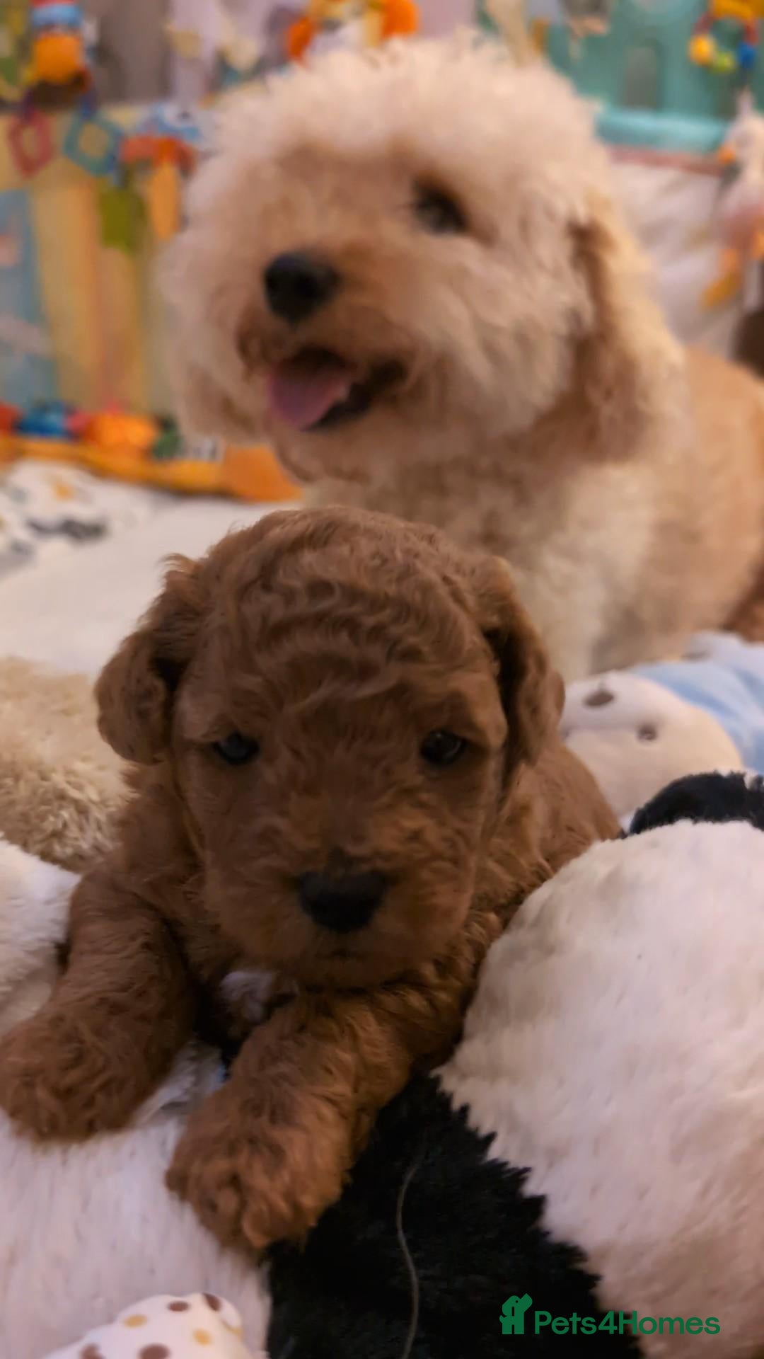 Cavapoo dogs F1B Deep Fox Red Toy DNA Clear Puppies  - Advert 1