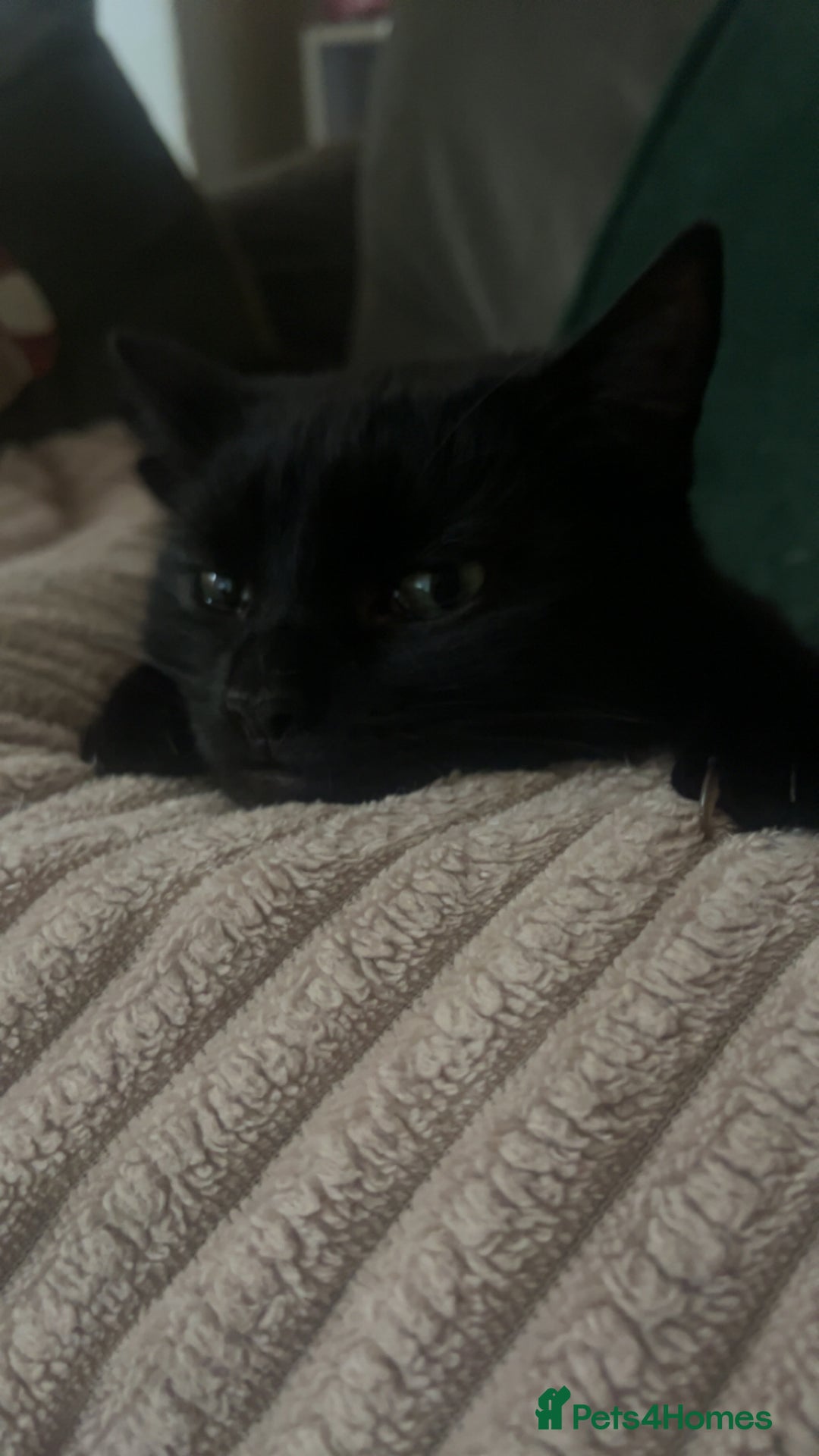 Mixed Breed cats for sale: 2 bonded cats - Advert 7