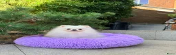 Pomeranian dogs for sale: SUPER TINY WHITE POMERANIAN BOY - Advert 18