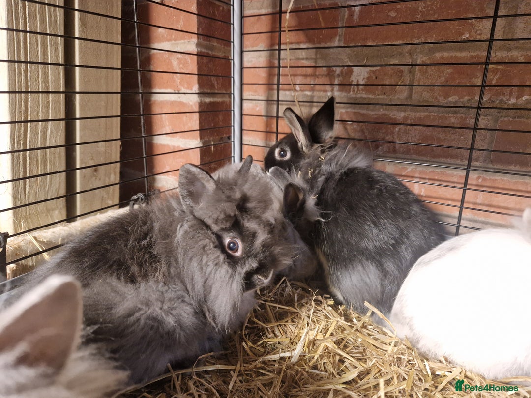 Lionhead rabbits for sale: Lovely floofy little lionheads males and females - Image 8