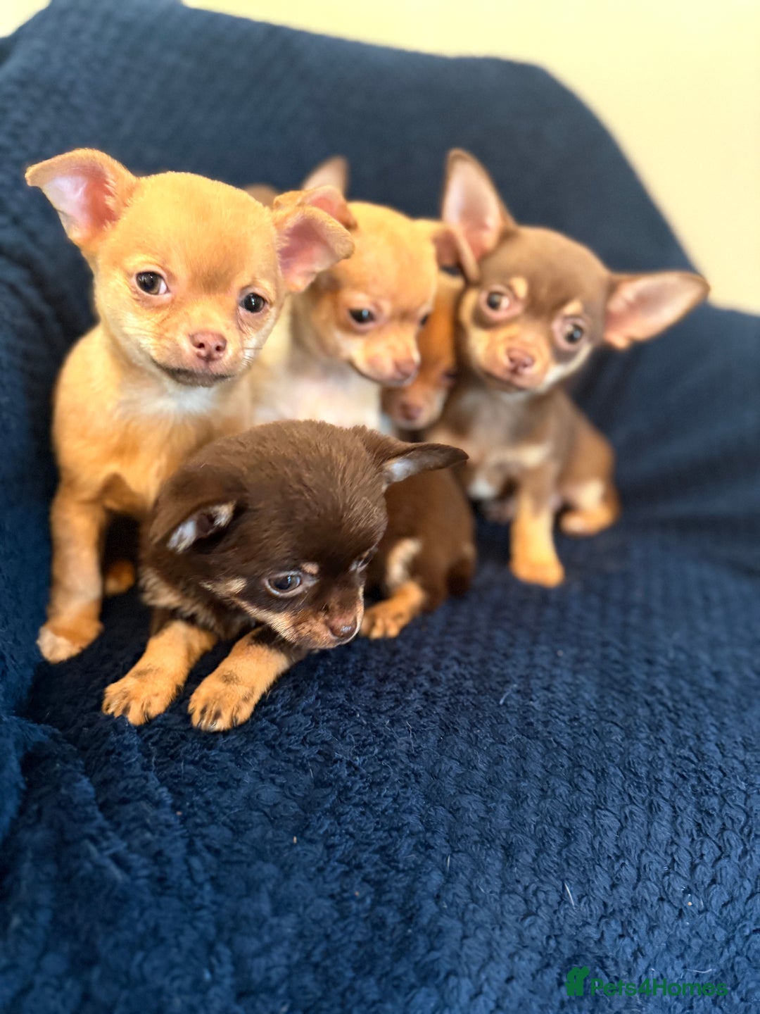 Chihuahua dogs for sale: Small Chihuahua puppies available today - Advert 7